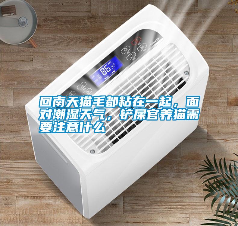 回南天貓毛都粘在一起,面對潮濕天氣,鏟屎官養(yǎng)貓需要注意什么