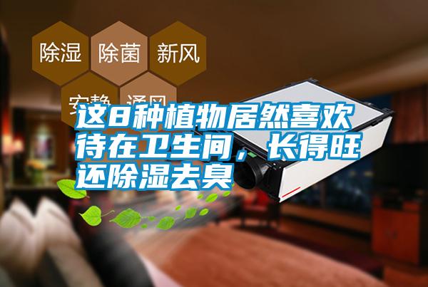 這8種植物居然喜歡待在衛生間,長得旺還除濕去臭