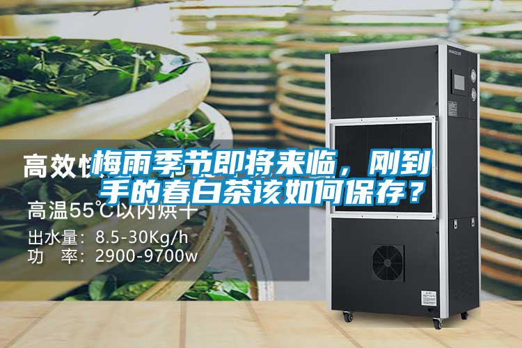 梅雨季節即將來臨，剛到手的春白茶該如何保存？