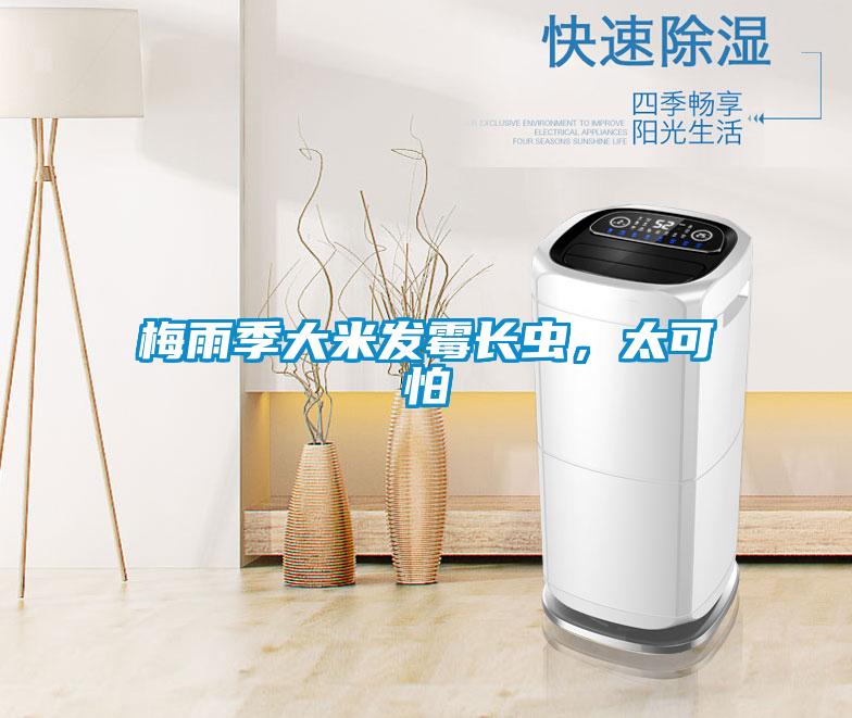 梅雨季大米發霉長蟲，太可怕