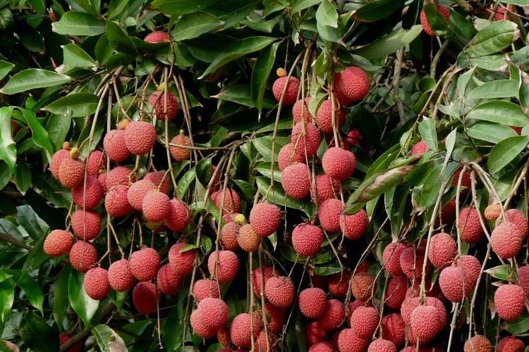 如何選擇荔枝烘干機改善荔枝干果？ 荔枝烘干機