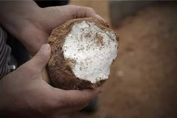 茯苓干燥易碎裂吸濕怎么辦？茯苓烘干機(jī)助力企業(yè)規(guī)模化生產(chǎn)!